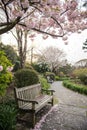 Garden in Spring with tranquil cherry blossom bench Royalty Free Stock Photo
