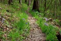 Peaceful Springtime Trail