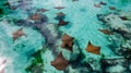 Peaceful sting rays in crystal clear water Royalty Free Stock Photo