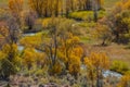 Peaceful stream flowing through the trees of colorful autumn leaves in the Uinta National Forest in Utah Royalty Free Stock Photo