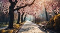 peaceful stroll beneath a canopy of blooming cherry blossoms