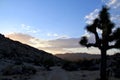 Peaceful sunrise with blue sky and tree in the desert in Yucca Valley California