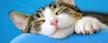 Peaceful Tabby Cat Sleeping on Soft Blue Surface with Happy Expression Royalty Free Stock Photo