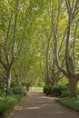 Peaceful tree lined path at Royal Botanic Gardens during Autumn Royalty Free Stock Photo