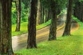 A peaceful Tree lined road in medwest rural America Royalty Free Stock Photo