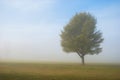 Peaceful tree in rural field