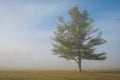 Peaceful tree in rural field Royalty Free Stock Photo