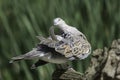 Peaceful Turtle Dove bird preening its wing feathers