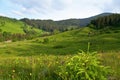 Cows grazing on the mountain pasture, small spruce tree and yellow flowers in the foreground. Ukraine, Carpathians Royalty Free Stock Photo