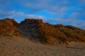 Peaceful view of dunes with dry plants at sunset Royalty Free Stock Photo
