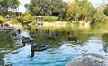 Parklife: Swimming Ducks in a green pond