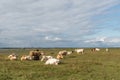 Peaceful view of resting cattle