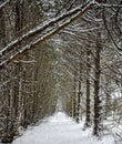 A Peaceful Walk Along a Woodland Path