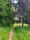 A Peaceful walk between trees in Summertime Royalty Free Stock Photo