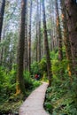 Peaceful walk on a wooden boardwalk through an evergreen trees forest, Prairie Creek Redwoods State Park, California