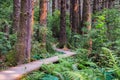 Peaceful walk on a wooden boardwalk through an evergreen trees forest, Prairie Creek Redwoods State Park, California