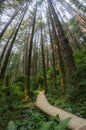 Peaceful walk on a wooden boardwalk through an evergreen trees forest, Prairie Creek Redwoods State Park, California