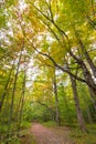 Peaceful walk in the woods in the New England autumn Royalty Free Stock Photo