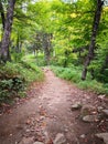 Peaceful walking on the forest Royalty Free Stock Photo