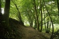 Peaceful walking path surrounded by tall green trees Royalty Free Stock Photo