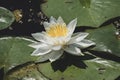 Peaceful water lilies in the shade of a sunny day