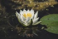 Peaceful water lilies in the shade of a sunny day