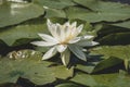 Peaceful water lilies in the shade of a sunny day