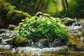 Peaceful Water Stream with Green Lush Water Plants in a Forest Nature, Wilderness, Tranquility Scenery with Flowing Water