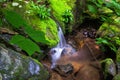 Peaceful Waterfall in the Forest Royalty Free Stock Photo