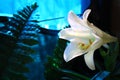 Peaceful White Easter Lily in a Church Setting Royalty Free Stock Photo