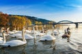 Peaceful white swans floating on the river near bridge in autumn