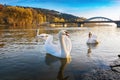 Peaceful white swans floating on the river near bridge in autumn