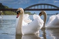 Peaceful white swans floating on Vah river near brudge Piestany