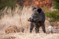 Peaceful wild boar herd with adult and young feeding in spring nature.