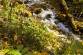 Peaceful Wild Mountain Trout Stream Royalty Free Stock Photo