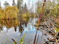 Peaceful willow pond