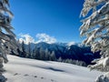 Peaceful winter landscape deeply covered in snow, framed by pine trees. Laterns, Vorarlberg, Austria. Royalty Free Stock Photo