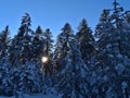 Winter landscape with sun shining through the frozen branches of snow-covered trees in forest near Kniebis, Freudenstadt, Germany. Royalty Free Stock Photo