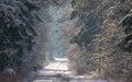 Peaceful wintertime road crosing primeval Bialowieza Forest