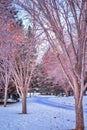 Peaceful Wintry Park Path Royalty Free Stock Photo