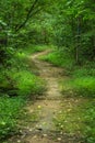 A Peaceful Woodland Trail in the Blue Ridge Mountains