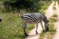 Peaceful zebra in her natural habitat in savanna Royalty Free Stock Photo