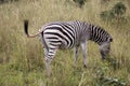 Peaceful zebra in her natural habitat in savanna Royalty Free Stock Photo