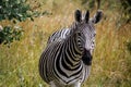 Peaceful zebra in her natural habitat in savanna Royalty Free Stock Photo