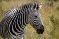 Peaceful zebra in her natural habitat in savanna Royalty Free Stock Photo