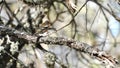 A peacefull Chaffing Fringilla coelebs Royalty Free Stock Photo