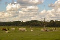 Peacefull cows and cloads Royalty Free Stock Photo