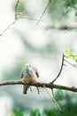 Peacefull dove of geopelia placida perched on a branch