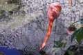 Flamingo eating on a creek in a sunny day