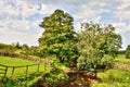 Peacefully flowing stream with overhanging trees Royalty Free Stock Photo